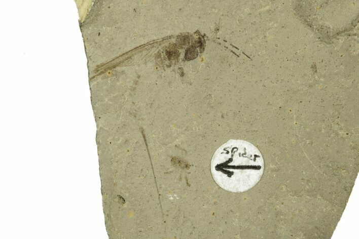 Fossil Grasshopper With Rare Spider With Pos/Neg - Colorado #243383